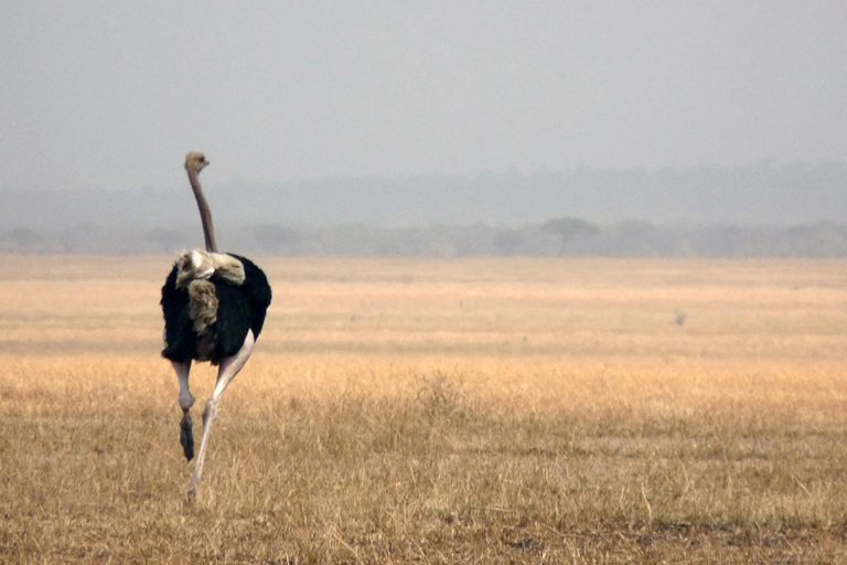 L'importanza di scrivere autentico